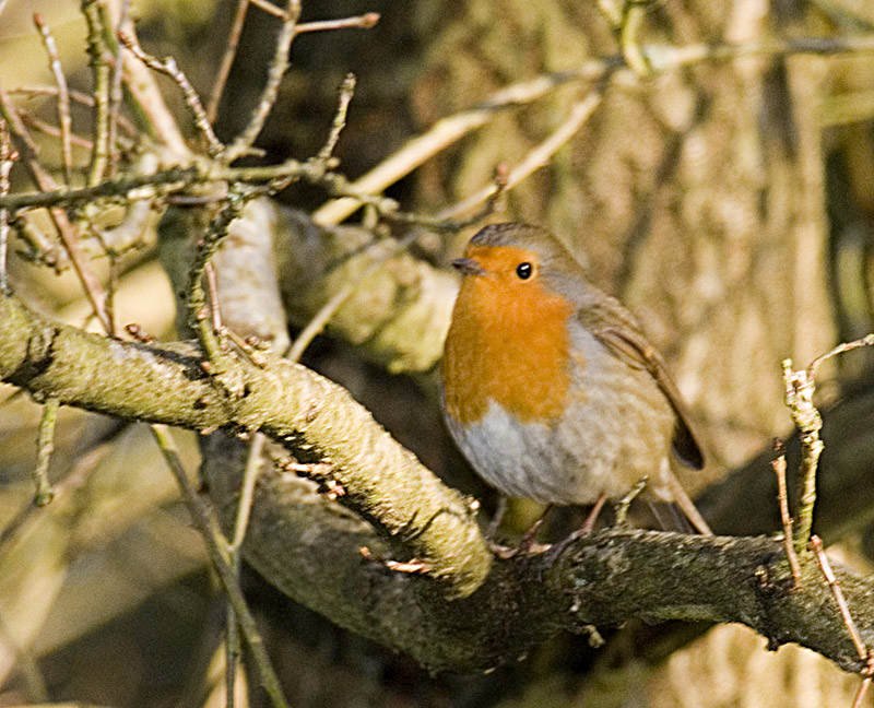 robin