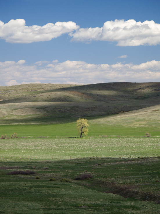 Solitary Spring Tree