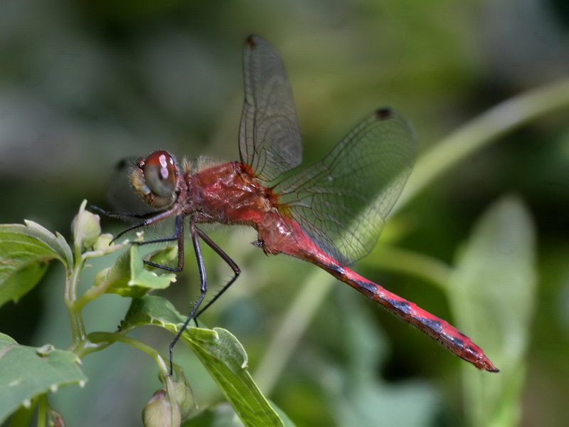 Dragonfly_1