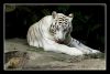Lapping (White Tiger ) by SP Chua