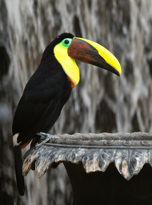 Toucan