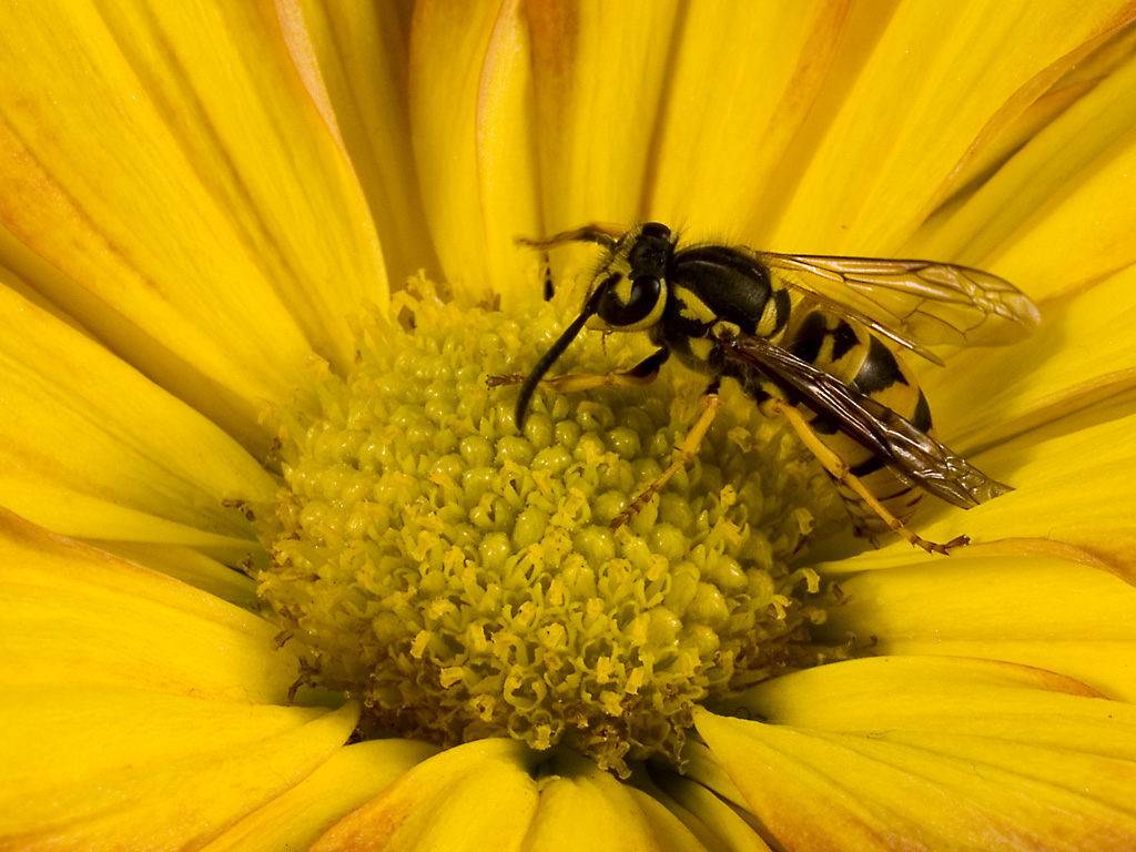 Bee on Mum