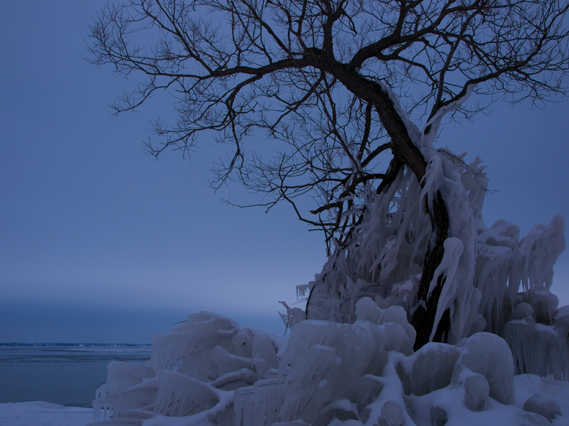 Tree in Ice