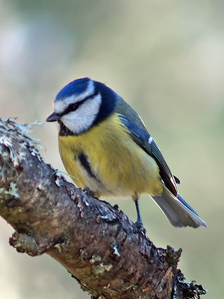 Blue Tit