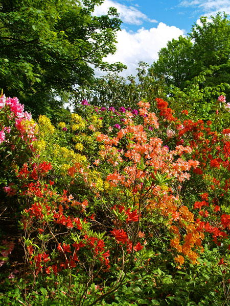 Haddo in May