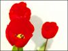 tulip 3 by Paul Andrews