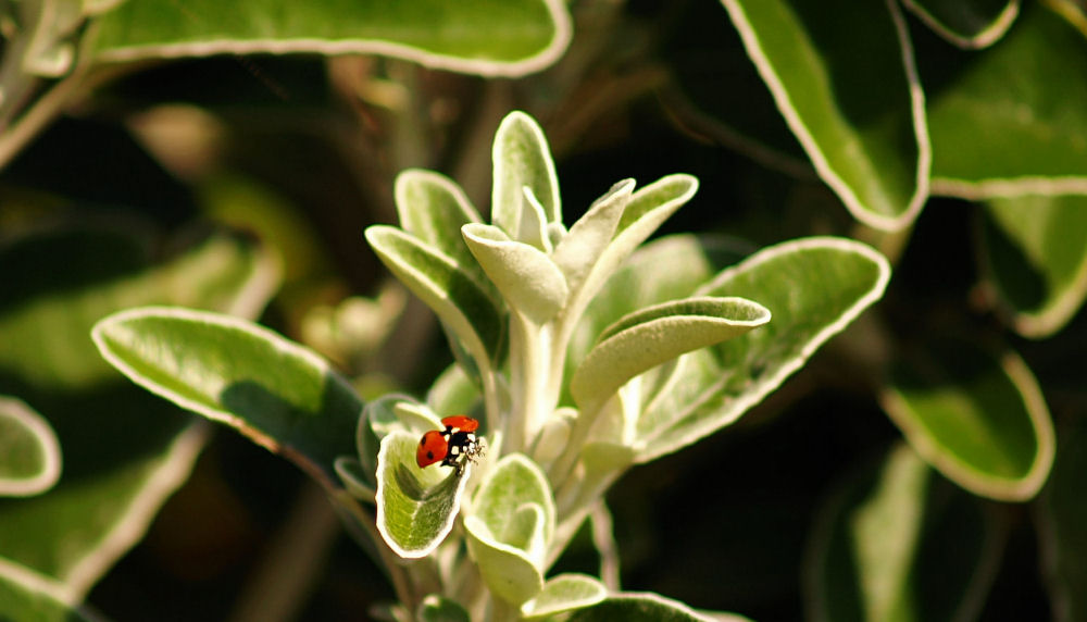 ladybird cleared for take-off