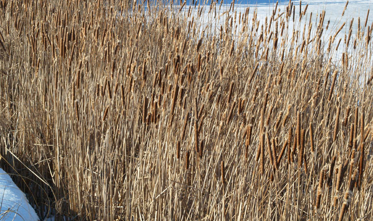 On A Frozen Shore