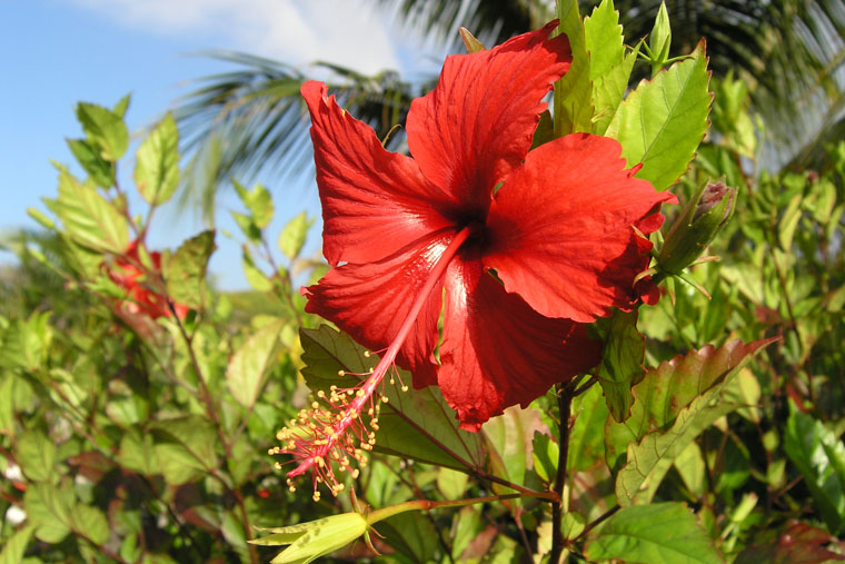 Flowers Of Cuba