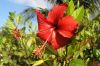 Flowers Of Cuba by Robert Melnyk