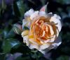 A Rose by Robert Melnyk