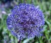 Blue Flowers Ball by Robert Melnyk