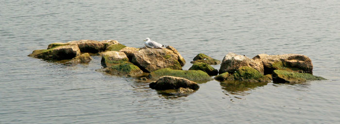 Seagull Island