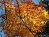 More Fall Leaves by Robert Melnyk