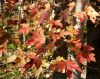 More Fall Leaves 5 by Robert Melnyk