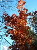 More Fall Leaves 4 by Robert Melnyk