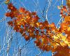 More Fall Leaves 2 by Robert Melnyk