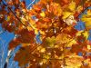More Fall Leaves 3 by Robert Melnyk