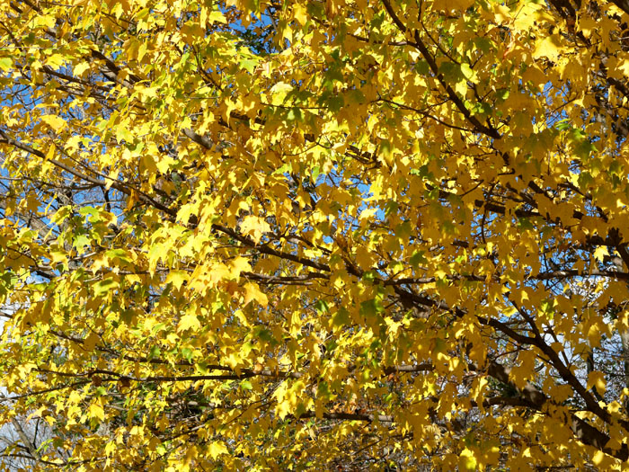 A Few More Fall Leaves (2)