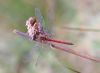 Why dragonflies don't fly too early! by Brenda Tate