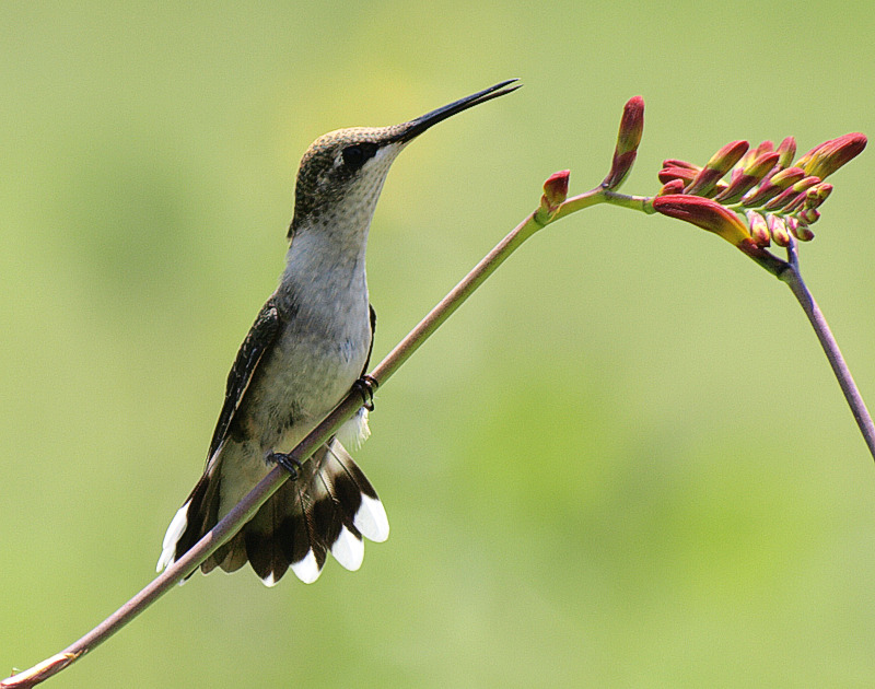 Chatty Hummer!