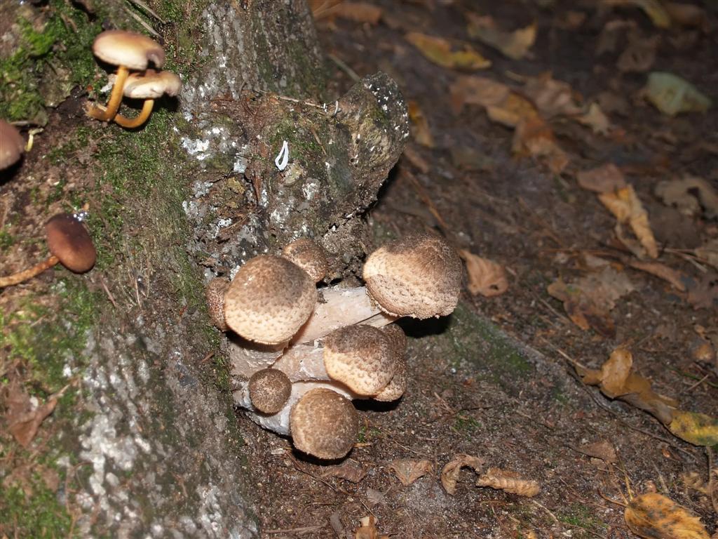 Mushroom (Agaricus praeclaresquamosus)