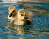 Baby Geese by Jim swimswithsharks