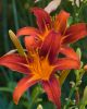 Day Lilly by Jim swimswithsharks