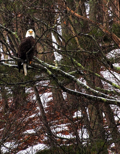 On A Limb