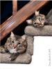 Here Kitty Kitty 2 by Denny Giacobe
