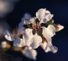 White blossom by Joyce Madden