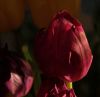 Tulip bud by Joyce Madden