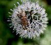 Bug on Globe Thistle by Joyce Madden