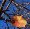 Fall Leaf by Joyce Madden