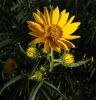 Maximillion Sunflower by Joyce Madden