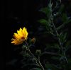 Maximilian Sunflower by Joyce Madden