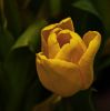 Yellow tulip by Joyce Madden
