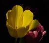 Two tulips by Joyce Madden