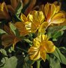 Yellow flowers by Joyce Madden