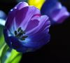 Tulip in shadow by Joyce Madden