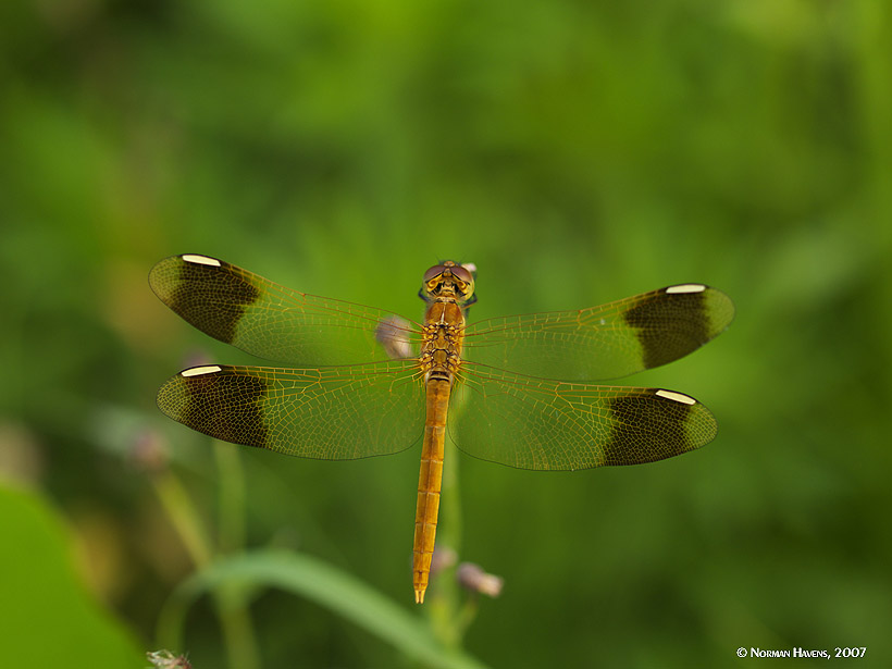 Dragonfly at Arm's Length