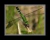 Green Dragonfly & Breakfast