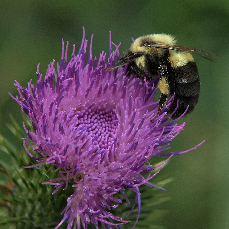 The Bashful Bumblebee