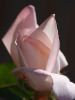 Pristine Rose Bud