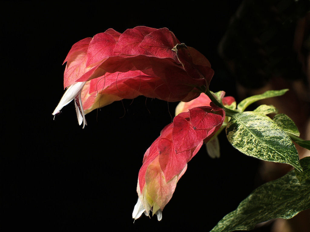 Shrimp Plant Bloom