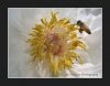 Linwood Gardens, Tree Peony