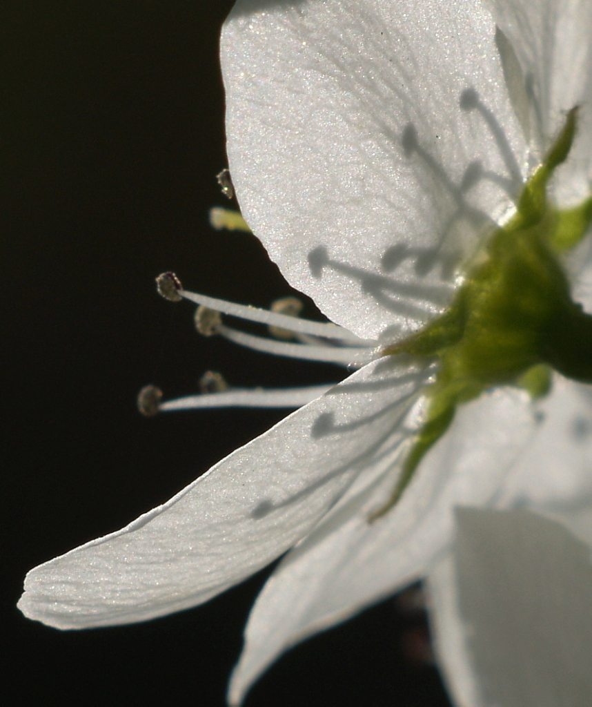 Flowering Pear