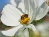 Bee by Stuart Thomas
