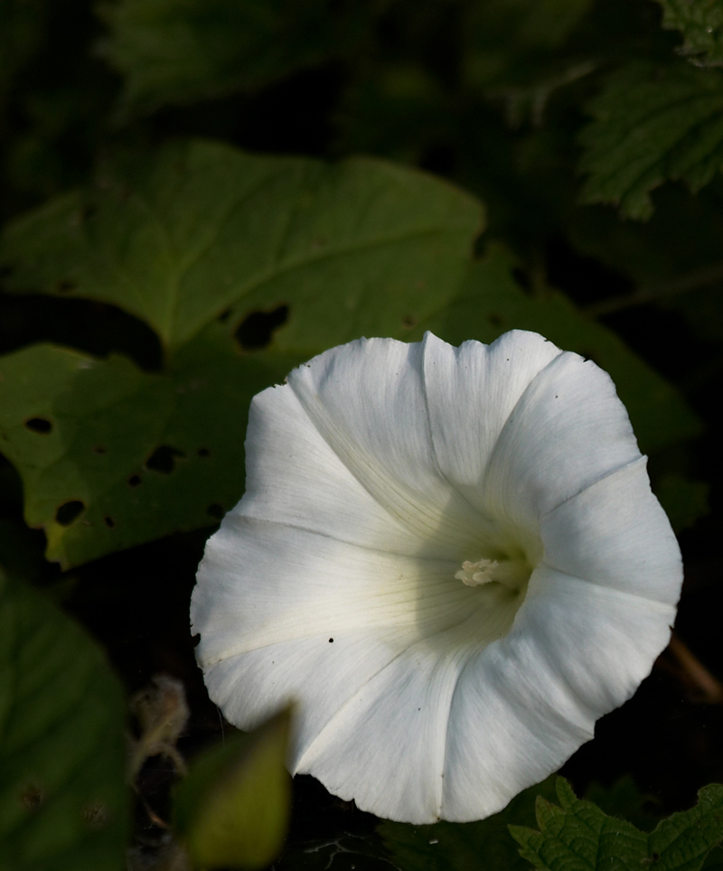 White Flower (2)