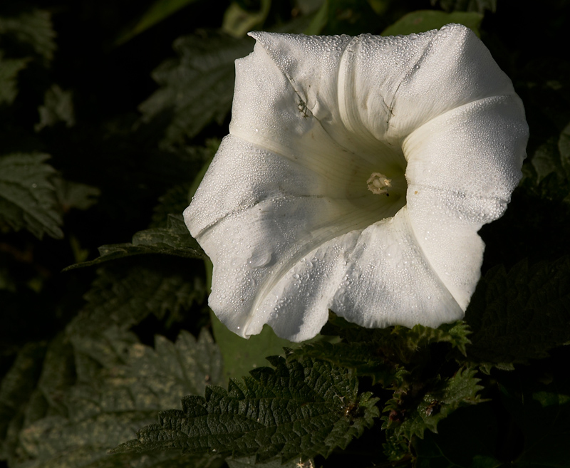 Dew on white flower
